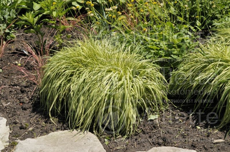 Molinia Variegata (Purple moor grass Ornamental Grass) 7