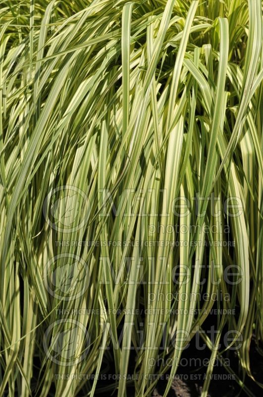 Molinia Variegata (Purple moor grass Ornamental Grass) 9