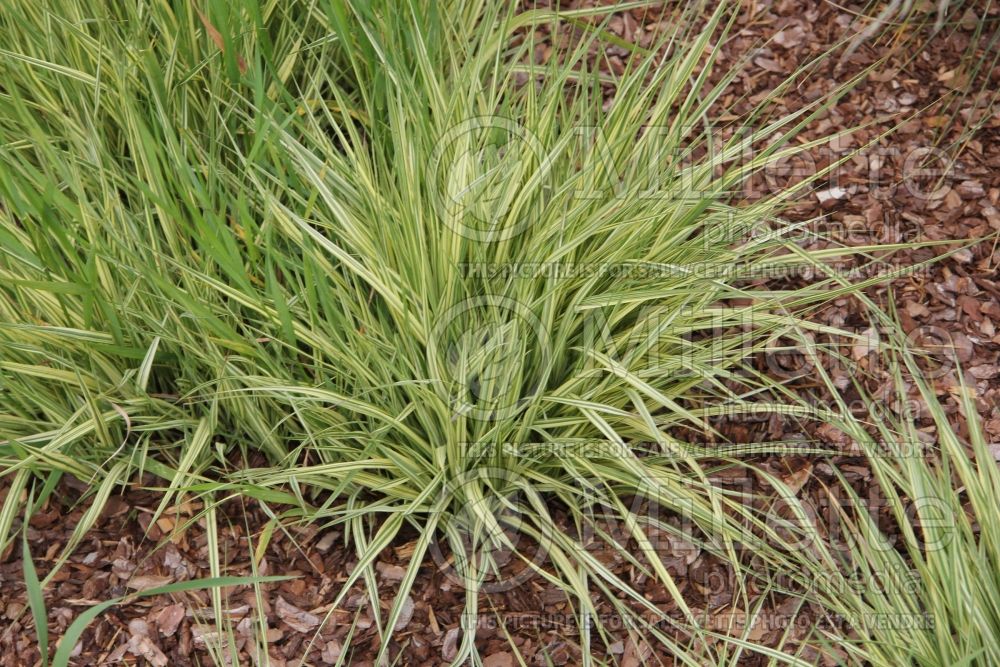 Molinia Variegata (Purple moor grass Ornamental Grass) 11
