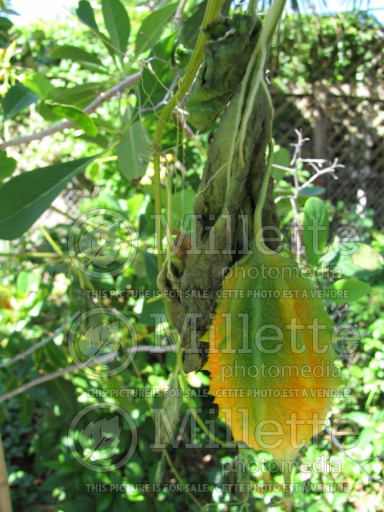 Momordica charantia (bitter melon asiatic vegetable) 1 