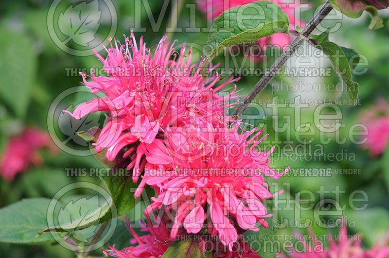 Monarda Pink Lace (Bee Balm bergamot) 2 