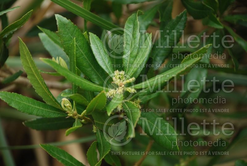 Morella or Myrica californica (California Bayberry, California Wax Myrtle) 8