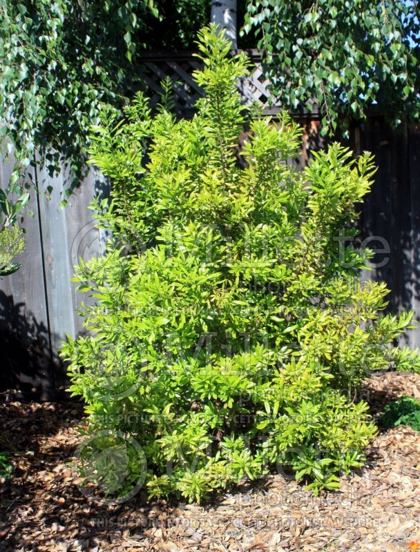 Morella aka Myrica californica (California Bayberry, California Wax Myrtle) 5