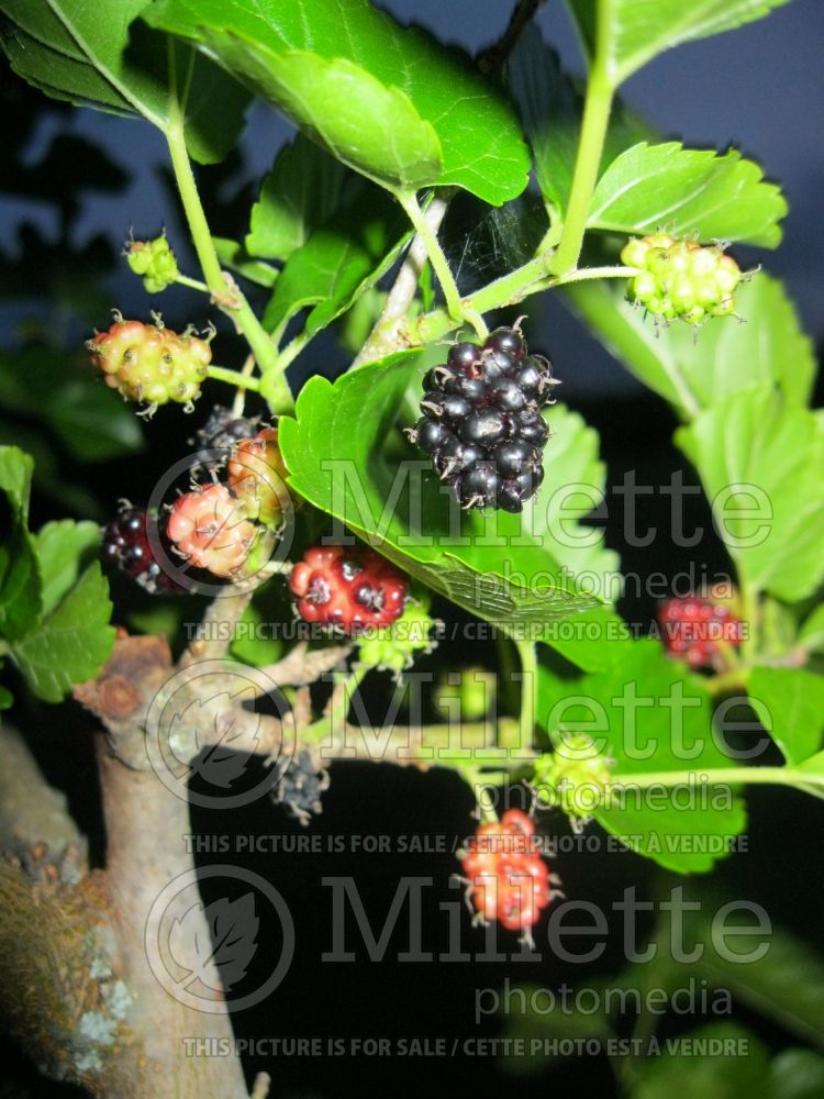 Morus alba (Mulberry) 4 
