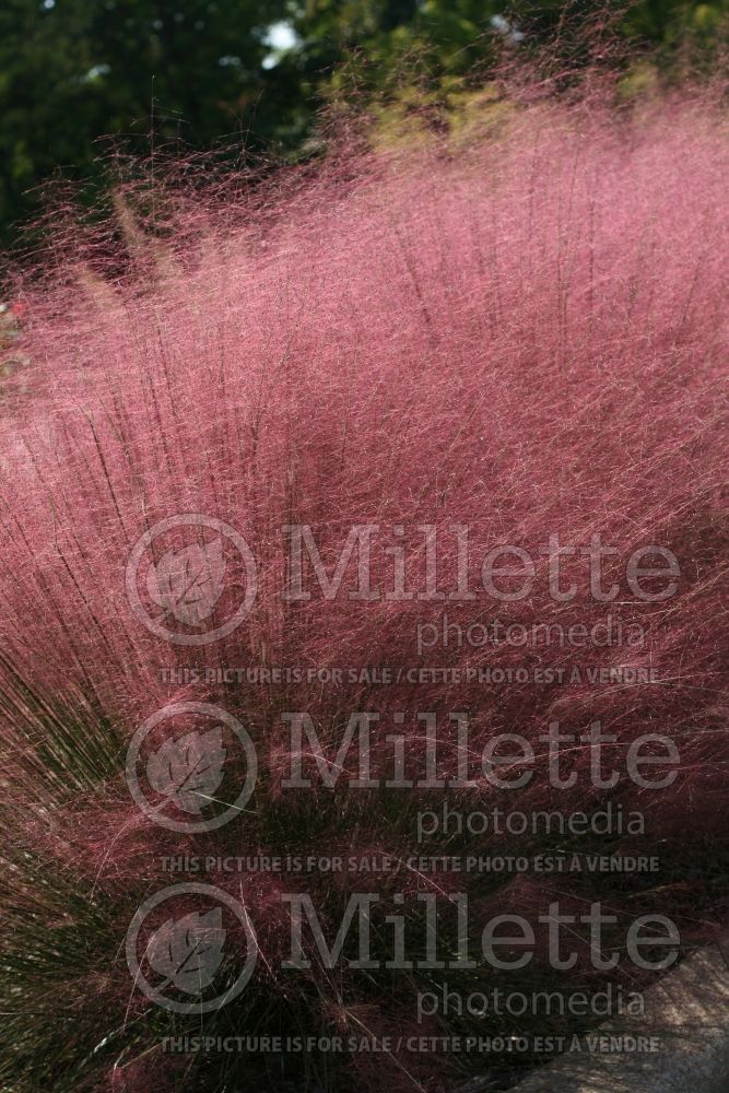 Muhlenbergia Pink Cloud (Muhly grass) 2  