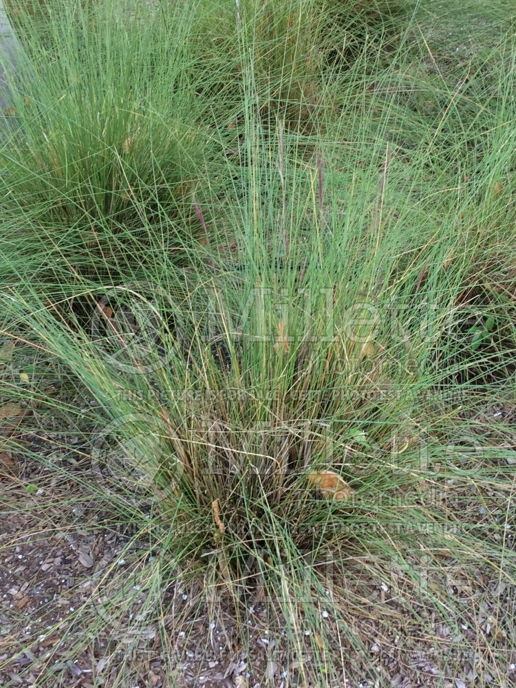 Muhlenbergia capillaris (Muhly grass) 2  