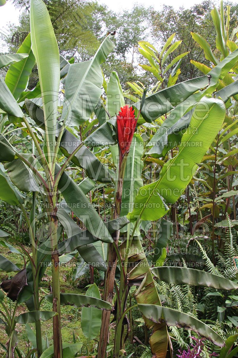 Musa coccinea  (Banana tree)  1