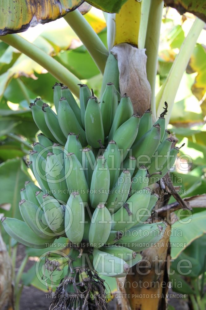 Musa Dwarf Namwa (Dwarf Banana tree) 3 