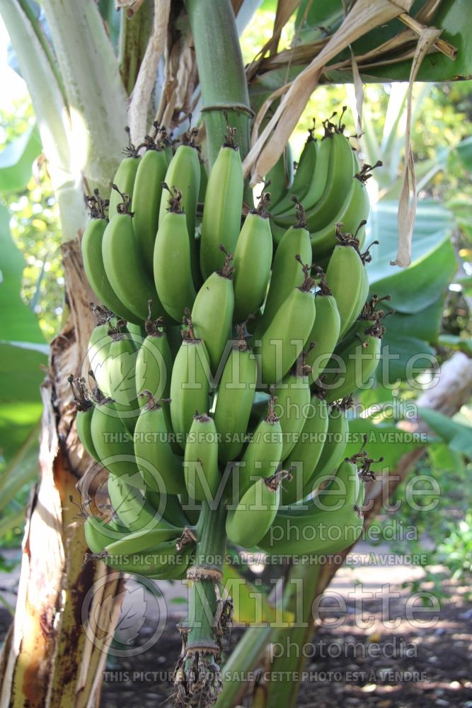Musa Golden Pillow (Dwarf Banana tree) 1 