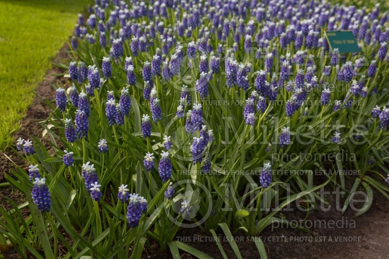 Muscari Touch of Snow (Muscari) 1 
