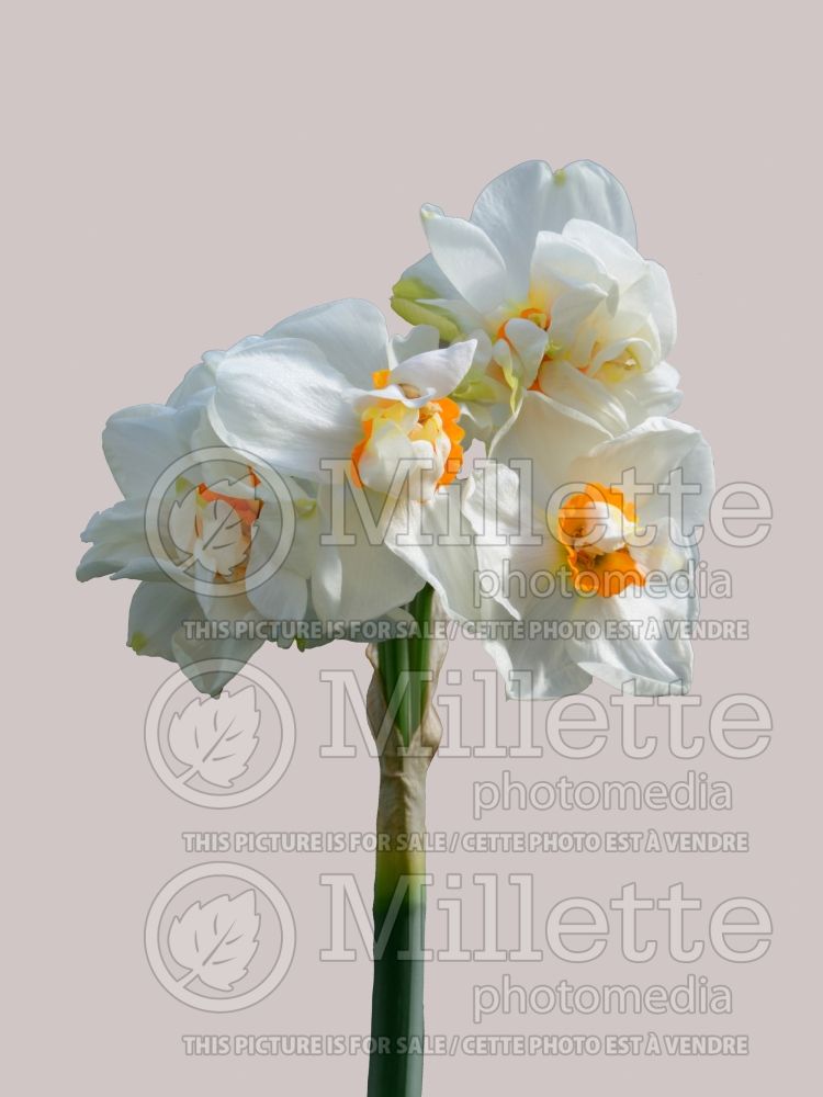 Narcissus Abba (Daffodil) 2  