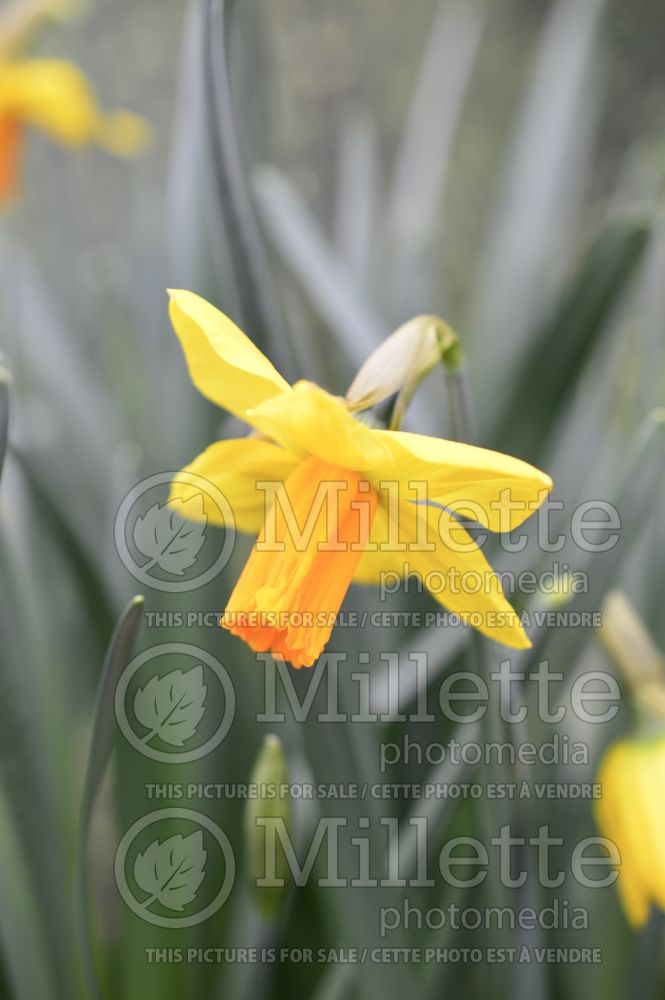 Narcissus Jetfire or Jet Fire (Daffodil) 6 