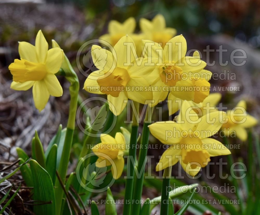 Narcissus Tete-a-Tete (Daffodil) 5