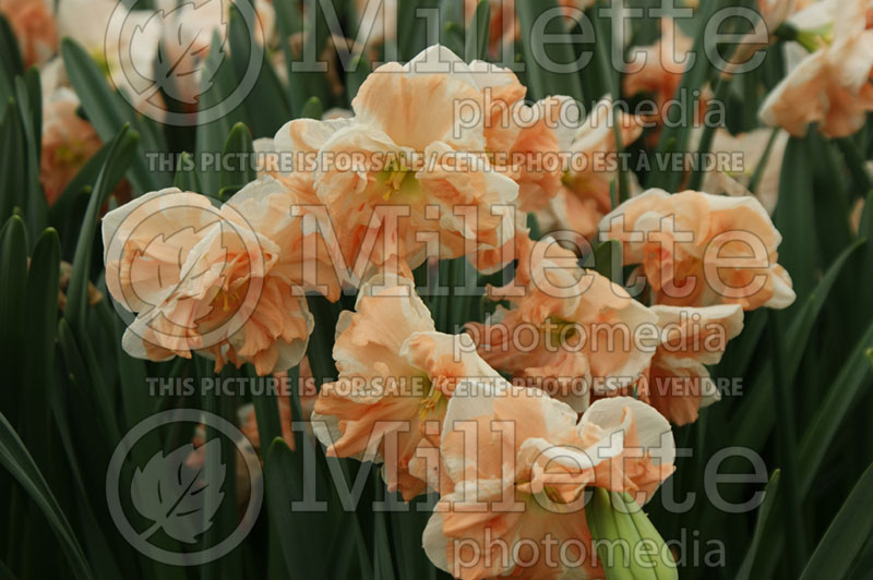 Narcissus Apricot Whirl (Daffodil) 2  
