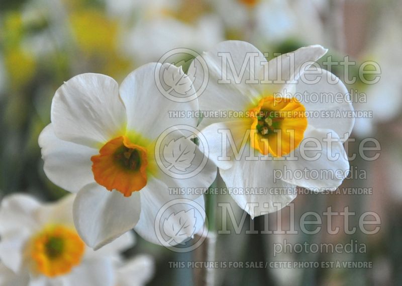 Narcissus Beautiful Eyes (Daffodil) 3  