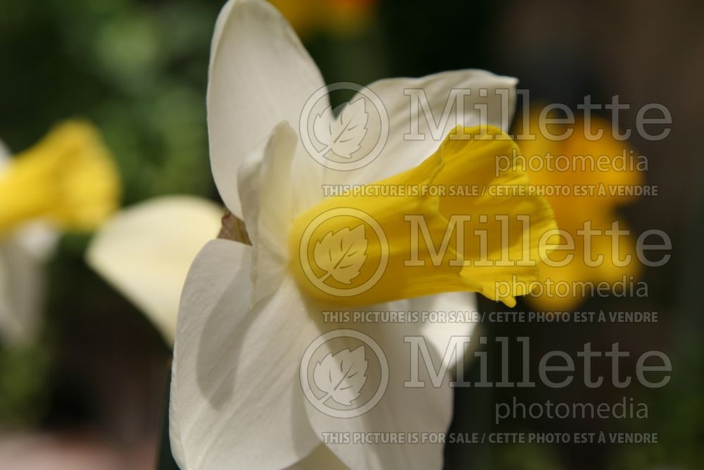 Narcissus Bravoure (Daffodil) 2 