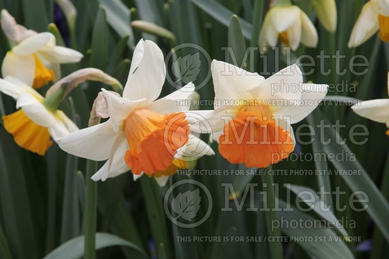 Narcissus Chromacolor (Daffodil) 1  