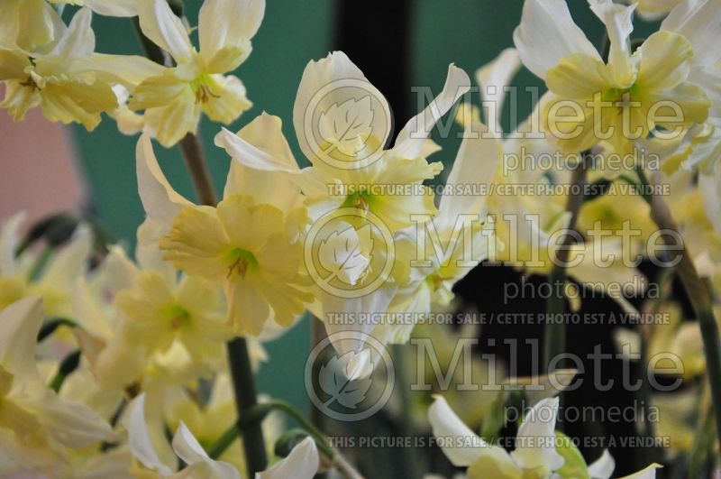 Narcissus Exotic Mystery (Daffodil) 1  