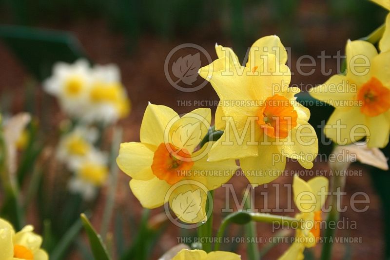 Narcissus Falconet (Daffodil) 1  