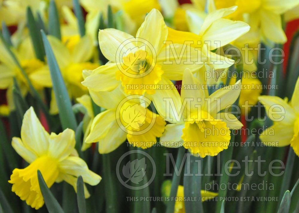 Narcissus February Gold (Daffodil) 4 