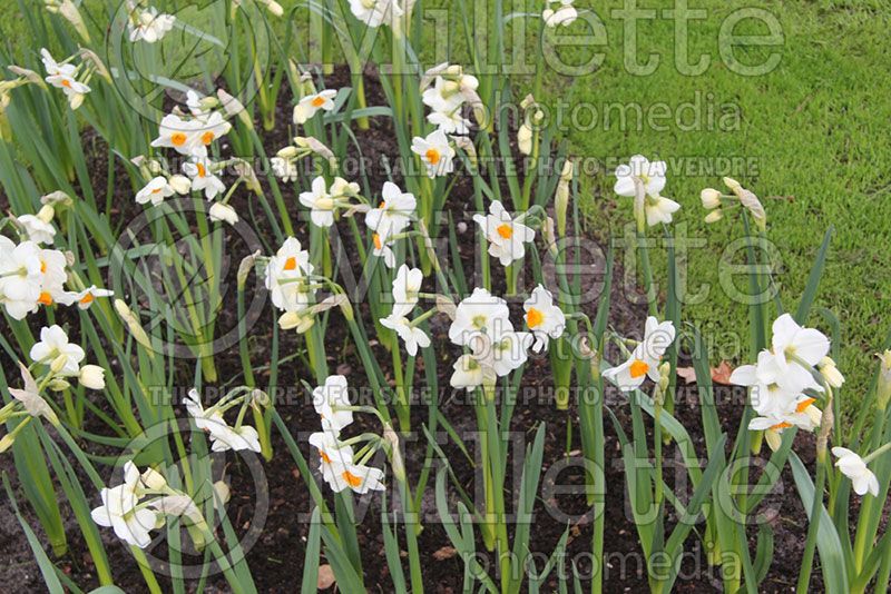 Narcissus Geranium (Daffodil)  2