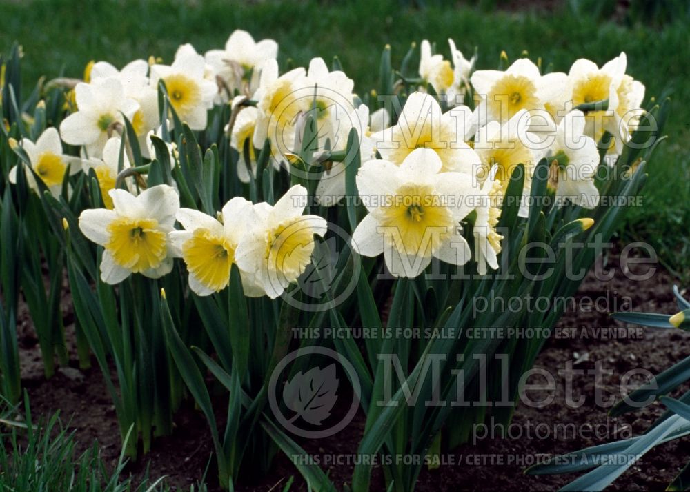 Narcissus Ice Follies (Daffodil)  2