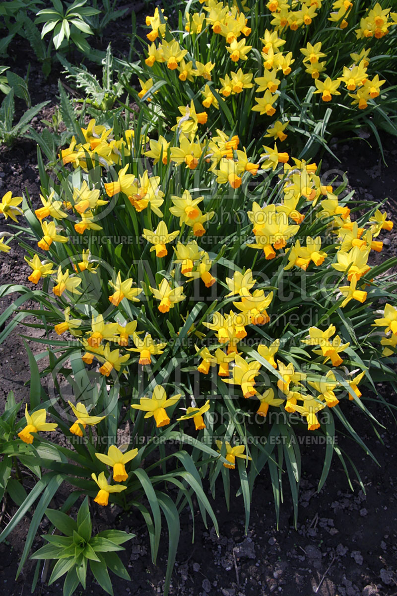 Narcissus Jetfire or Jet Fire (Daffodil) 1 