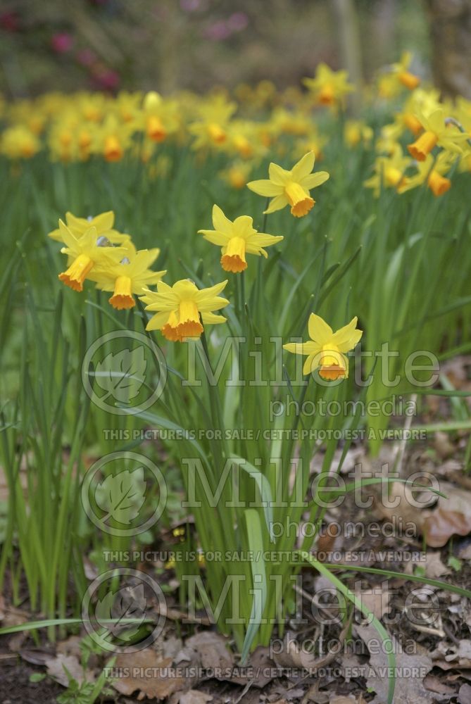 Narcissus Jetfire or Jet Fire (Daffodil) 2 