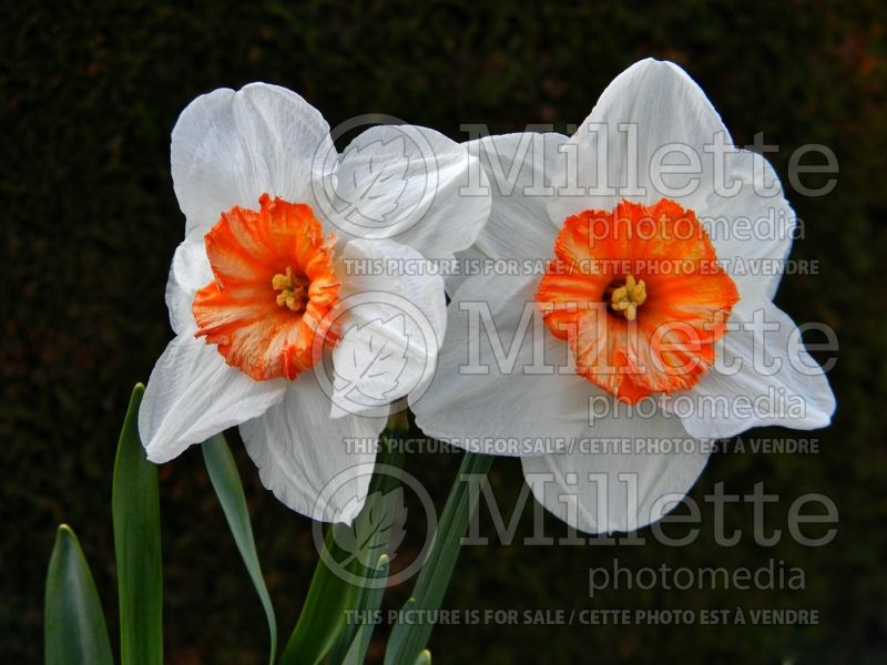 Narcissus June Allyson (Daffodil) 1  