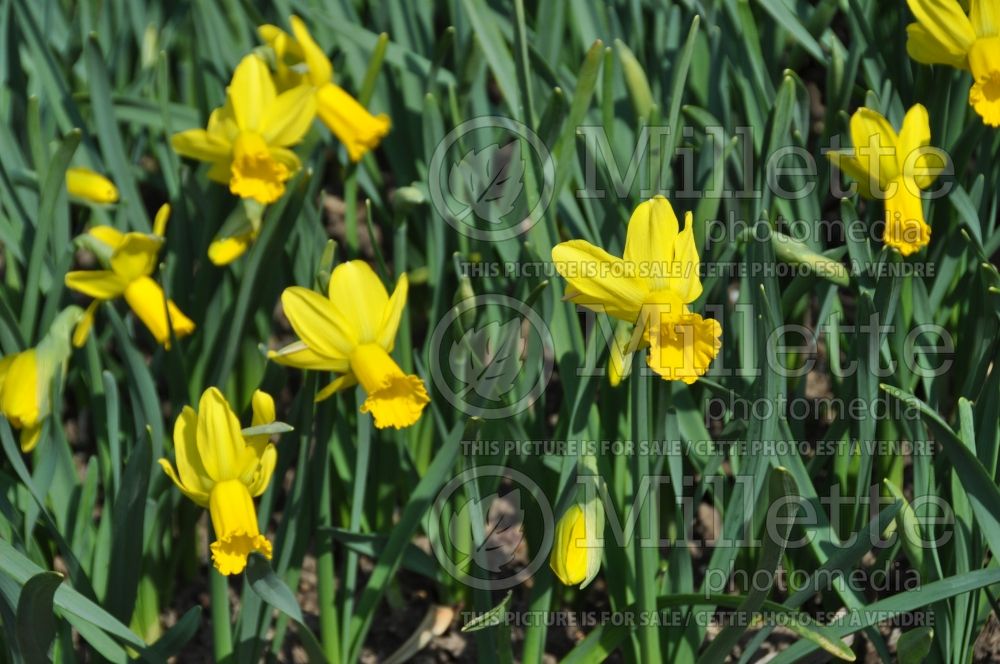 Narcissus Larkwhistle (Daffodil)   1