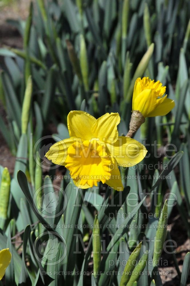 Narcissus Marieke (Daffodil) 1 