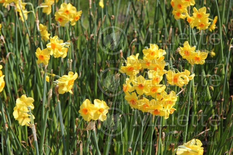 Narcissus Martinette (Daffodil) 3  
