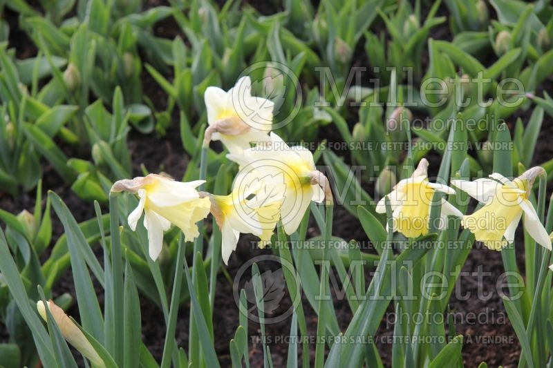 Narcissus Mount Hood (Daffodil) 2  