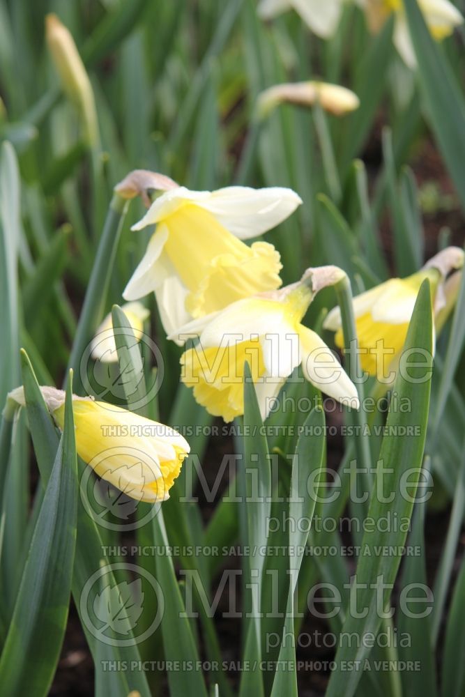Narcissus Mount Hood (Daffodil) 5  