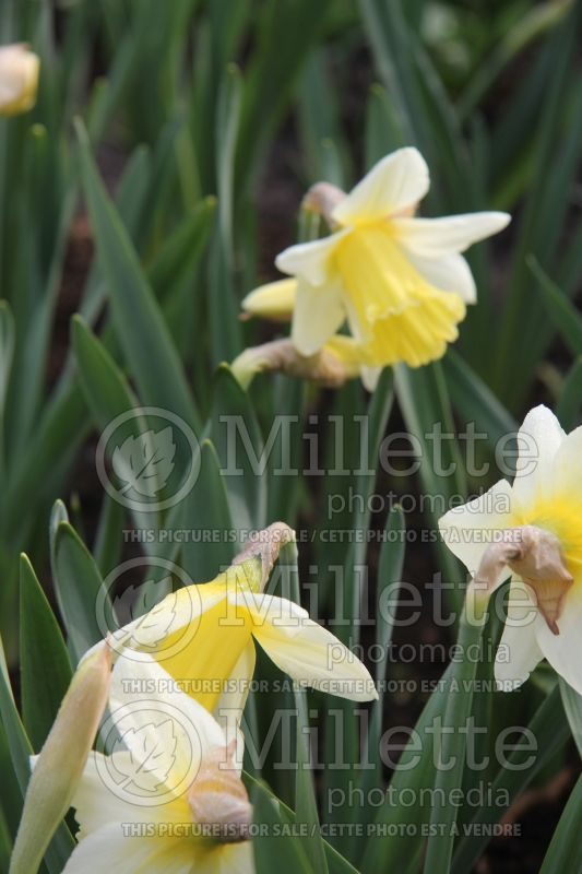 Narcissus Mount Hood (Daffodil) 6  