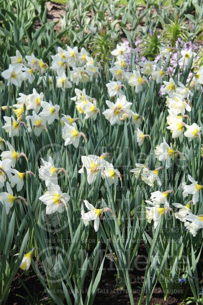 Narcissus Mount Hood (Daffodil) 3  