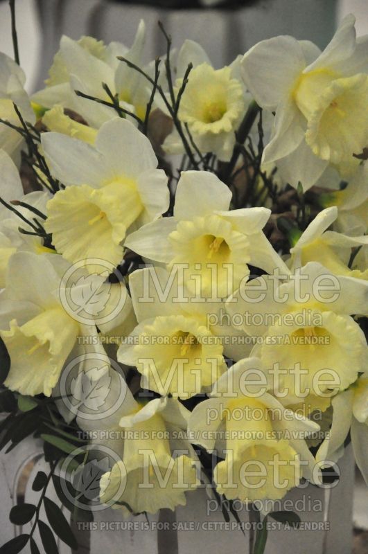 Narcissus Mount Hood (Daffodil) 8  