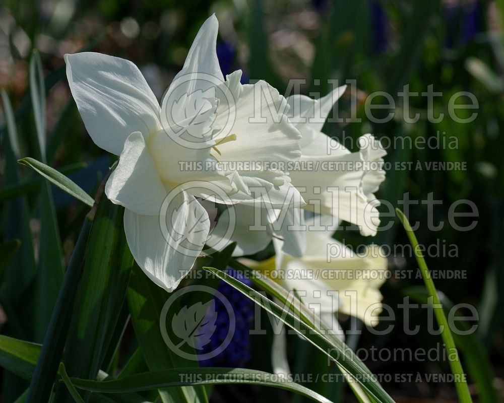 Narcissus Mount Hood (Daffodil) 1  