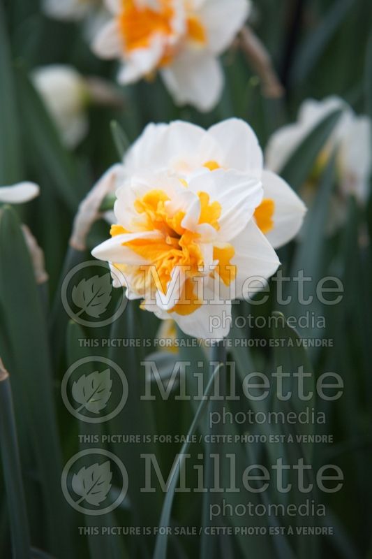 Narcissus Peach Swirl (Daffodil) 1  