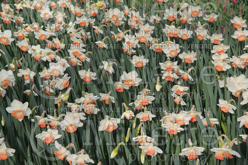 Narcissus Pink Charm (Daffodil) 1