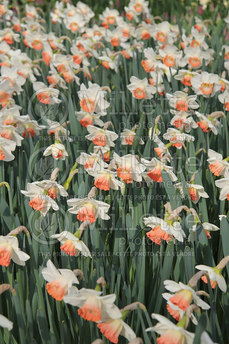 Narcissus Pink Charm (Daffodil) 3