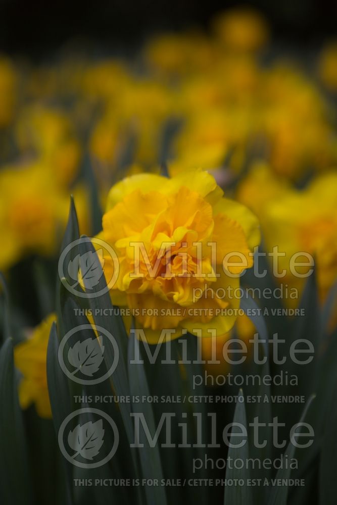 Narcissus Raffles (Daffodil) 1 