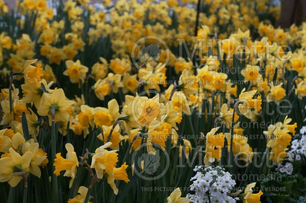 Narcissus Rijnveld's Early Sensation (Daffodil) 3 