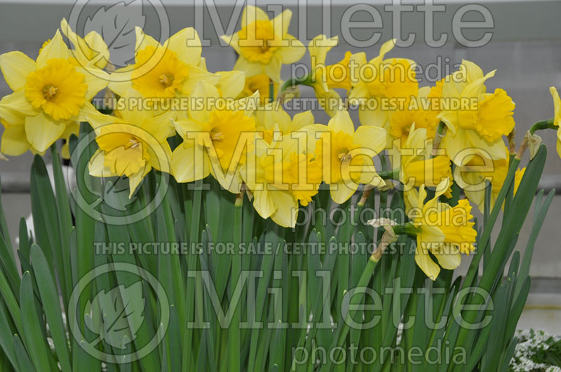 Narcissus Rijnveld's Early Sensation (Daffodil) 1 