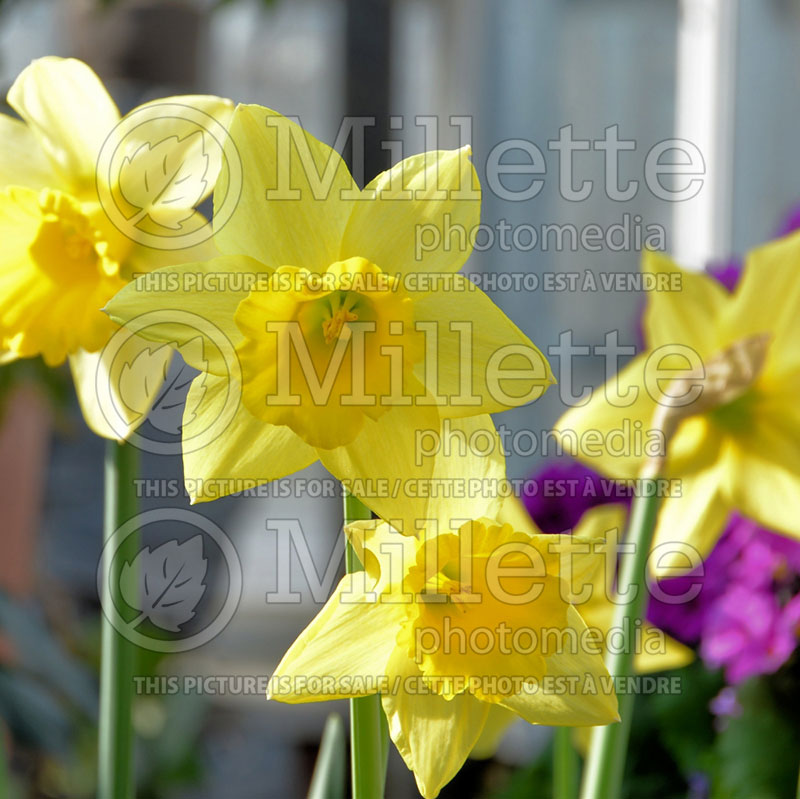 Narcissus Rijnveld's Early Sensation (Daffodil) 2 
