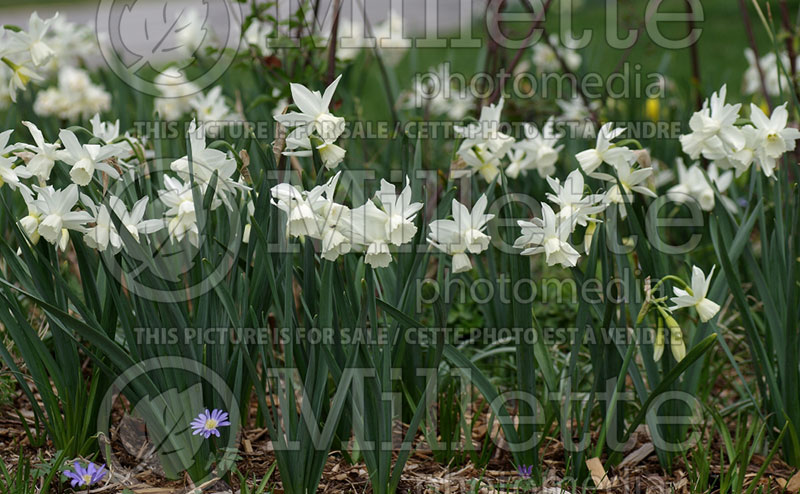 Narcissus Thalia (Daffodil) 1