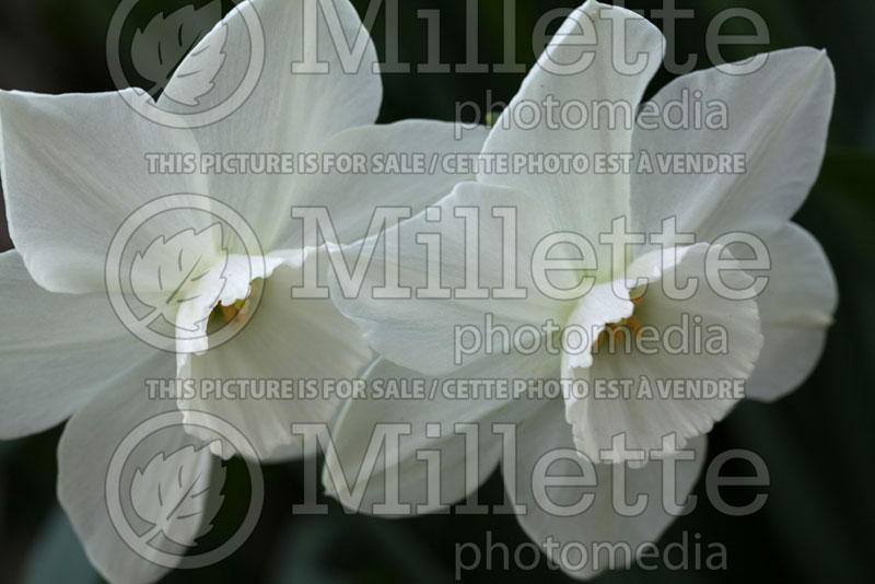 Narcissus Thalia (Daffodil) 2