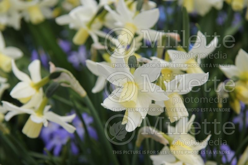 Narcissus Toto (Daffodil) 2  