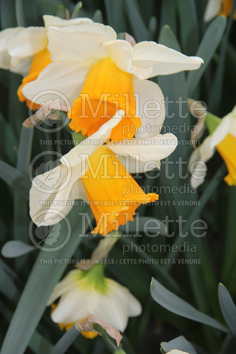 Narcissus Tropical Sunset (Daffodil) 3  