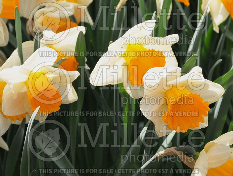Narcissus Tropical Sunset (Daffodil) 1  